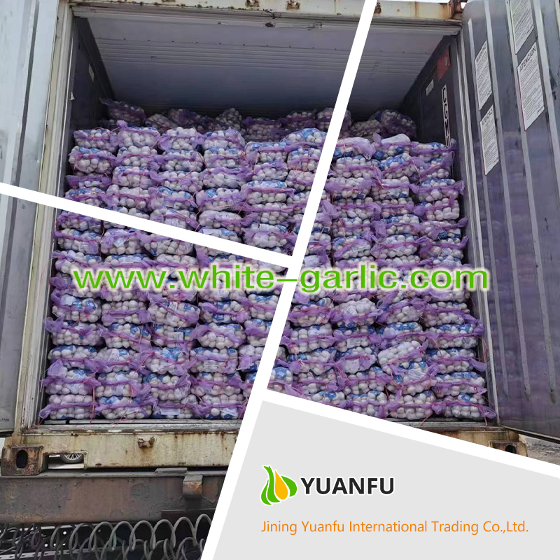 garlic exporters garlic exporters